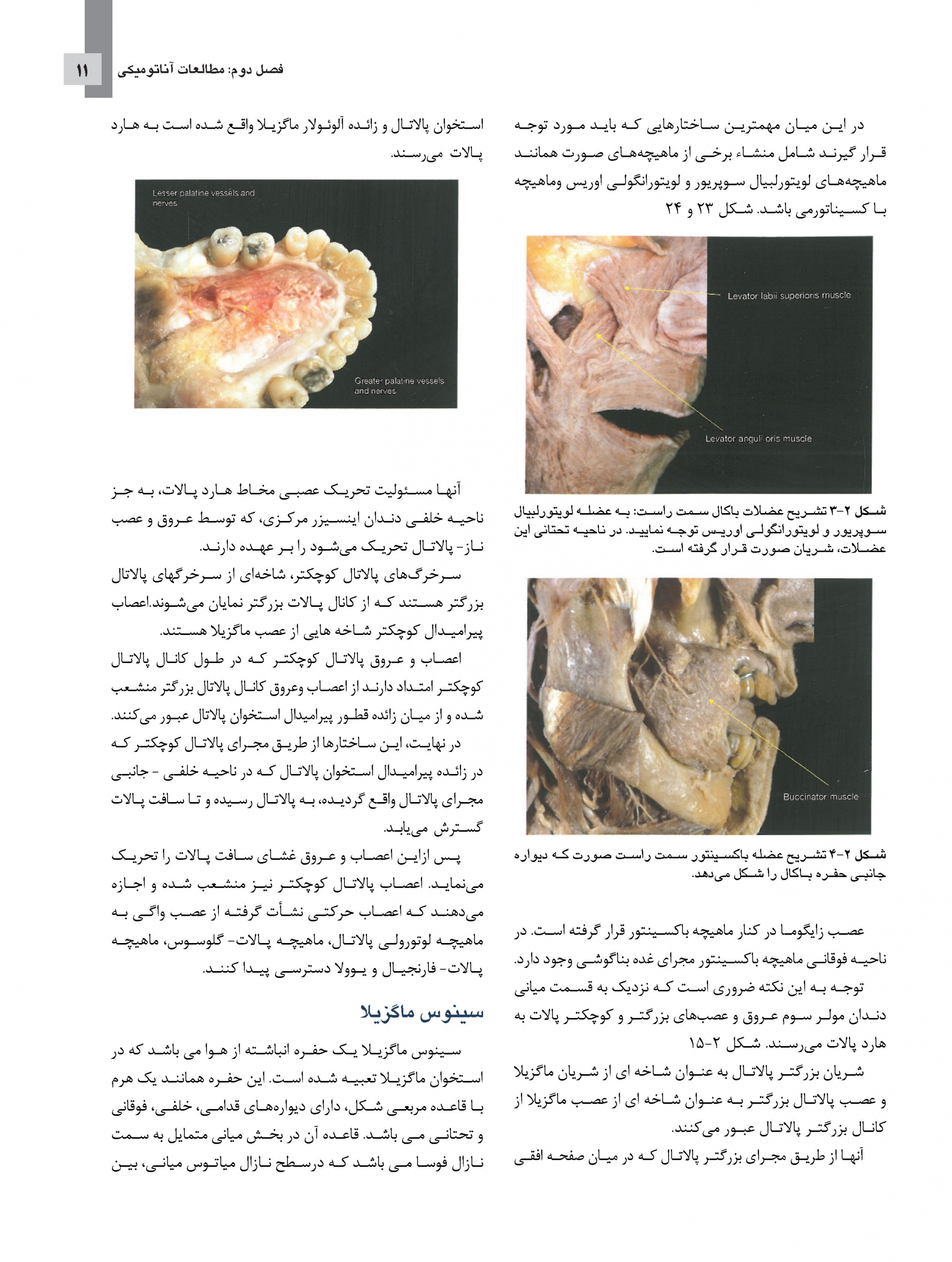 zygomatic-final_Page_11-scaled
